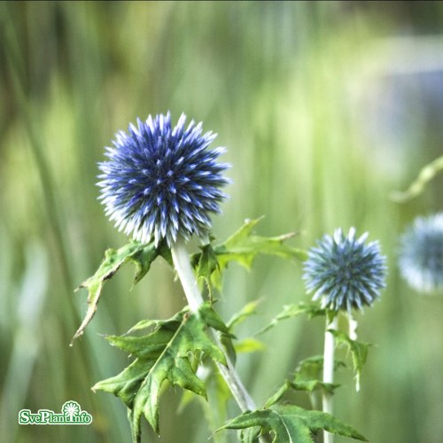 Echinops bannaticus Veitchs Blue