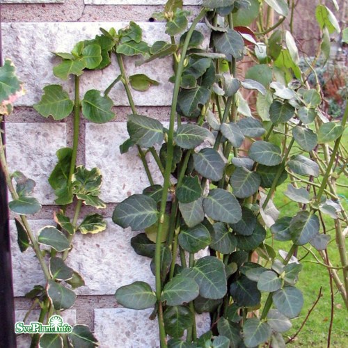 Euonymus fortunei var. radicans