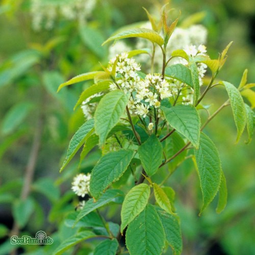 Prunus maackii Honey
