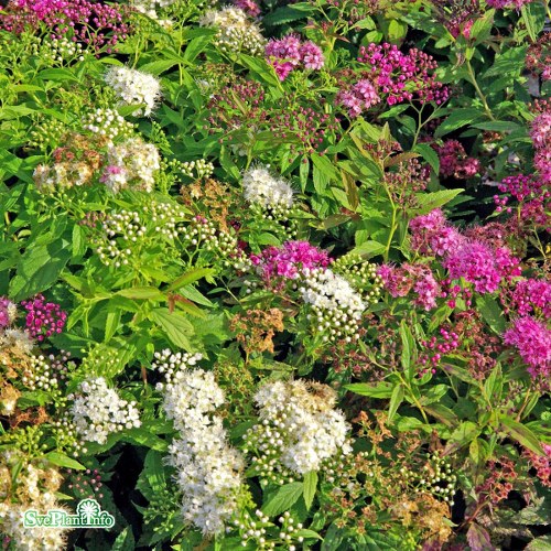 Spiraea japonica Genpei Shirobana