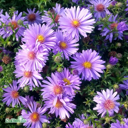 Aster novi-belgii Early Blue