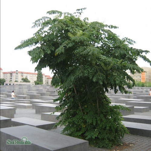 Aralia elata