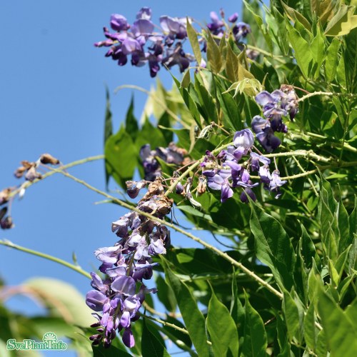 Wisteria floribunda Multijuga