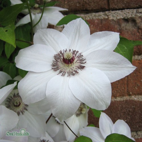 Clematis (Tidiga Storblommiga Gruppen) Miss Bateman