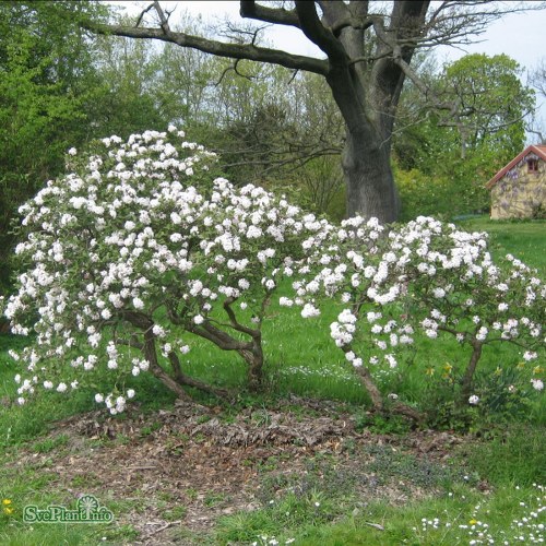 Viburnum carlesii