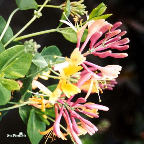 Lonicera  heckrottii