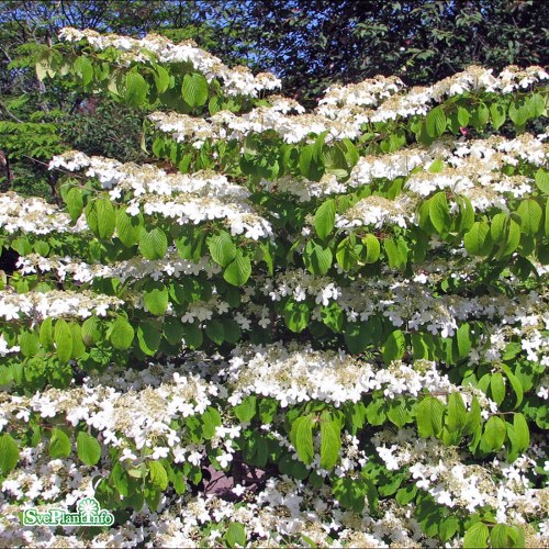 Viburnum plicatum f. tomentosum Mariesii
