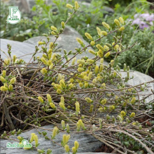 Salix repens Green Carpet E