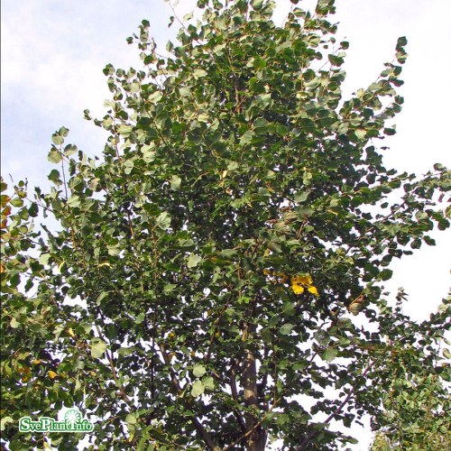 Tilia cordata Rancho