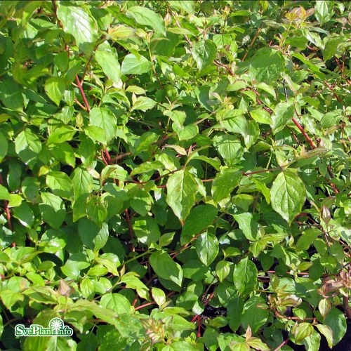 Cornus sanguinea Midwinter Fire
