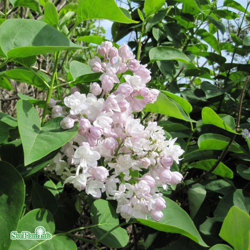 Syringa vulgaris BEAUTY OF MOSCOW