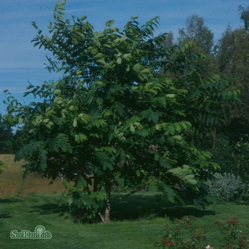 Juglans mandshurica