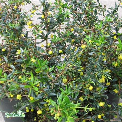 Berberis candidula