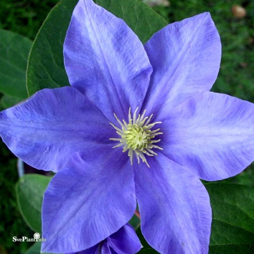 Clematis (TS) Fuji-musume