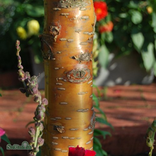 Prunus maackii Amber Beauty