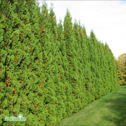 Thuja occidentalis Fastigiata