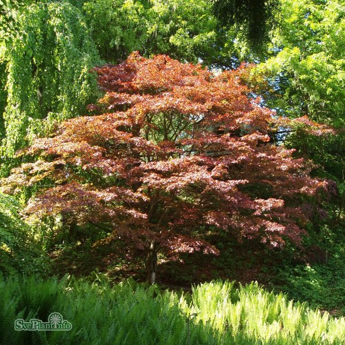 Acer palmatum Atropurpureum