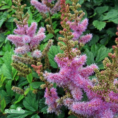 Astilbe chinensis Pumila