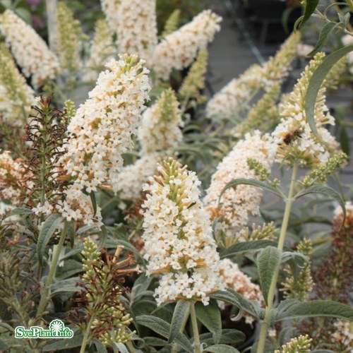 Buddleja davidii White Ball