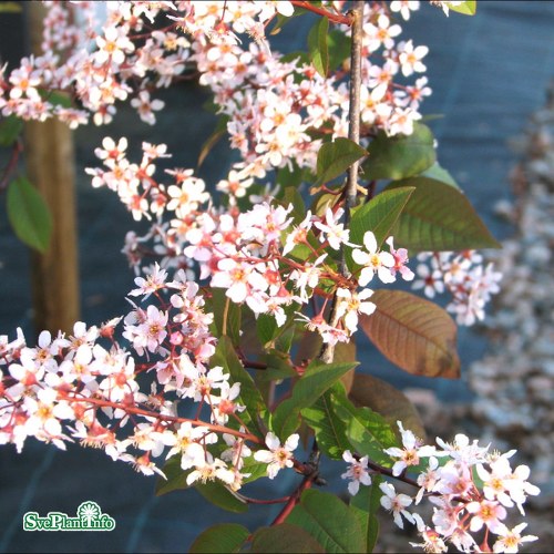 Prunus padus Colorata