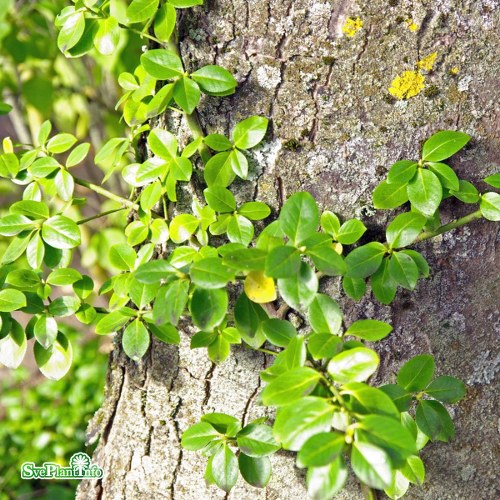 Euonymus fortunei var. vegetus