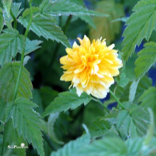 Kerria japonica Pleniflora