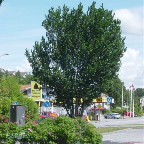 Ulmus glabra Exoniensis