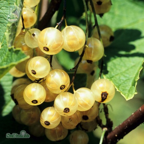 Ribes (Vita Vinb�r-Gruppen) Vit J�tte E