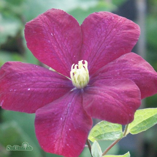 Clematis (SS) Voluceau