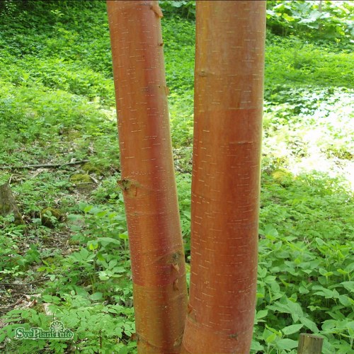 Betula albosinensis var. septentrionalis