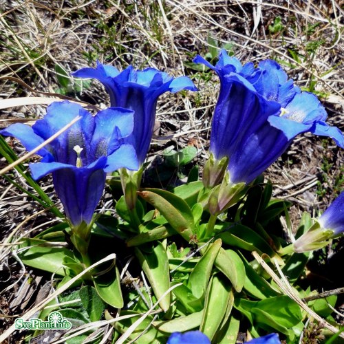 Gentiana acaulis