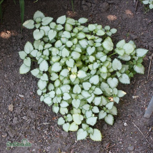 Lamium maculatum White Nancy