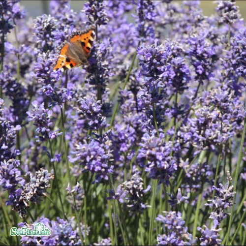 Lavandula angustifolia Hidcote