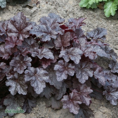 Heuchera Plum Pudding