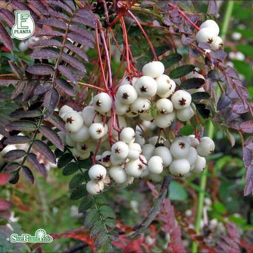 Sorbus frutescens FK S E