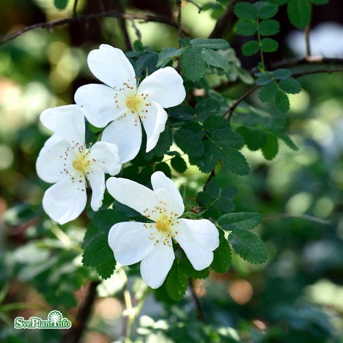 Rosa spinosissima