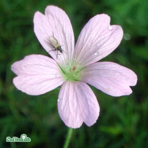 Geranium endressii