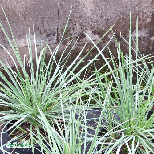 Sesleria nitida