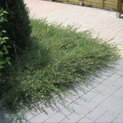 Salix repens Green Carpet