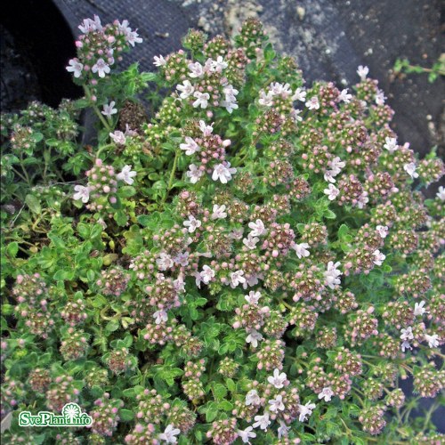 Thymus serpyllum Pink Chintz