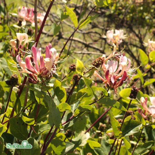 Lonicera periclymenum Belgica