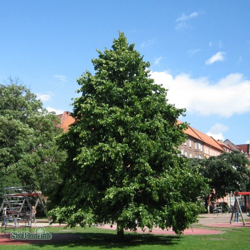 Corylus colurna