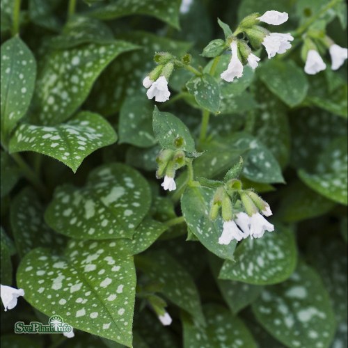 Pulmonaria Sissinghurst White