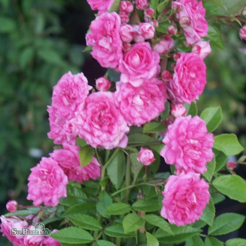 Rosa Super Dorothy (Super Dorothy, bohaté kvetení, růže Super, růže Super Dorothy, holými kořeny) Rosa Super Dorothy