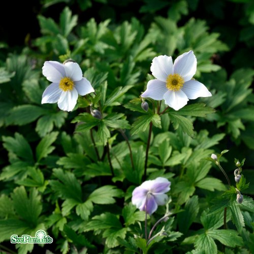 Anemone WILD SWAN