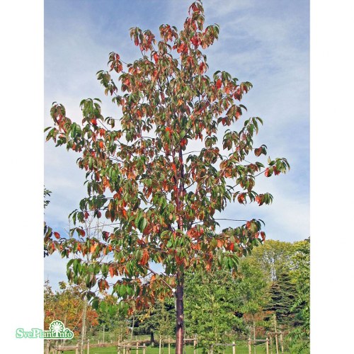 Prunus pensylvanica