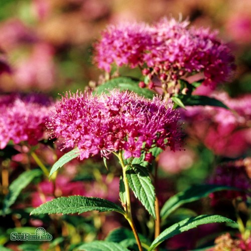 Spiraea japonica Anthony Waterer