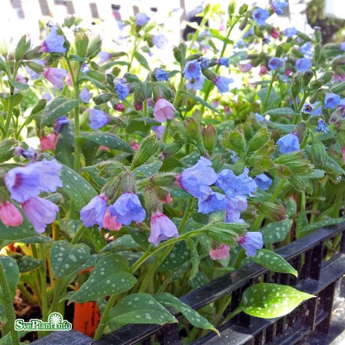 Pulmonaria saccharata Mrs Moon