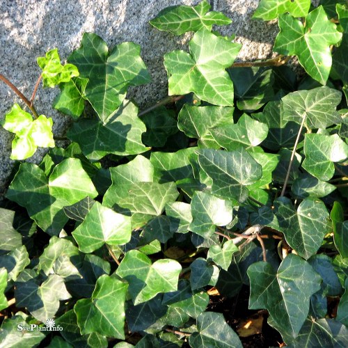 Hedera helix