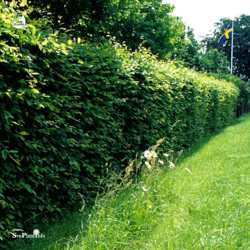 Carpinus betulus FK STENSHUVUD E